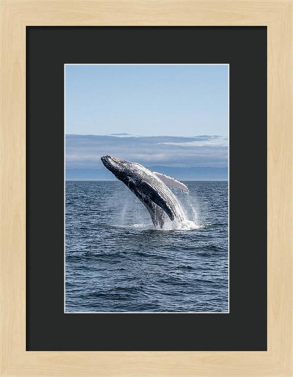 Massive Whale Breach