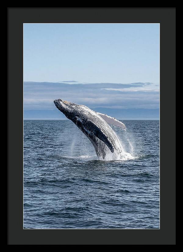 Massive Whale Breach