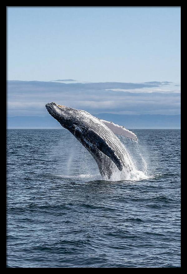 Massive Whale Breach