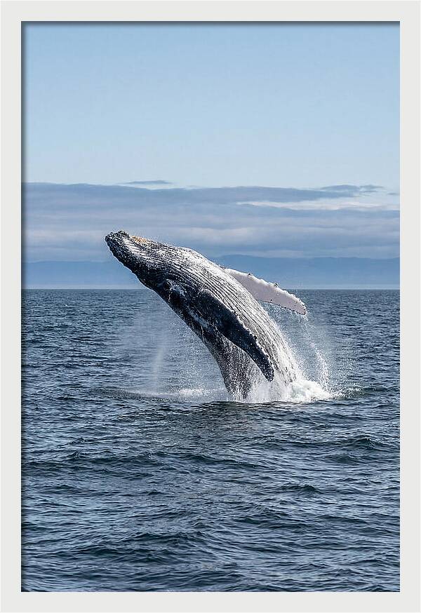 Massive Whale Breach