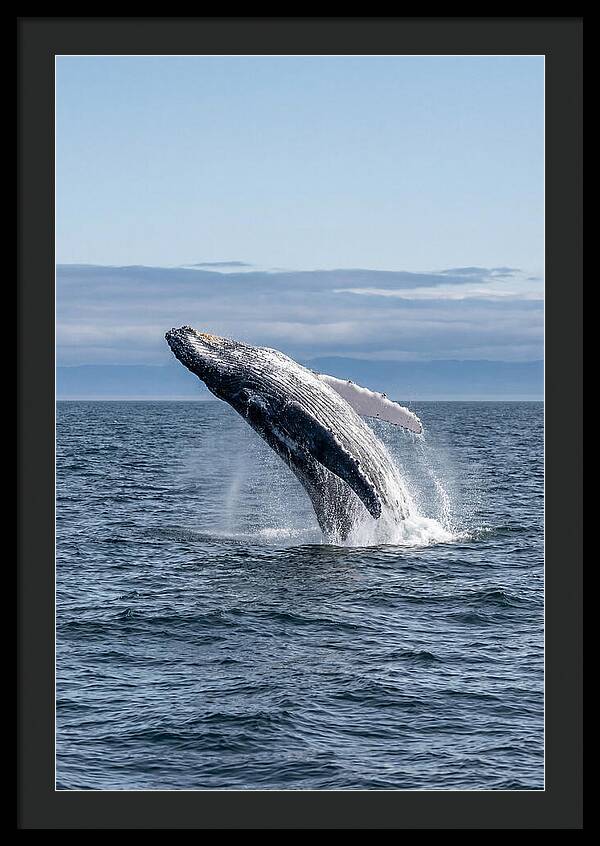 Massive Whale Breach