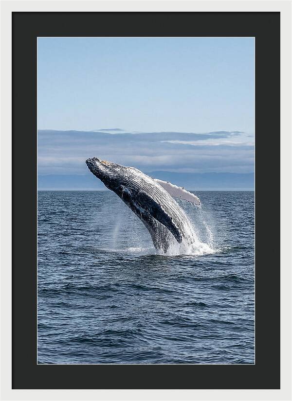 Massive Whale Breach