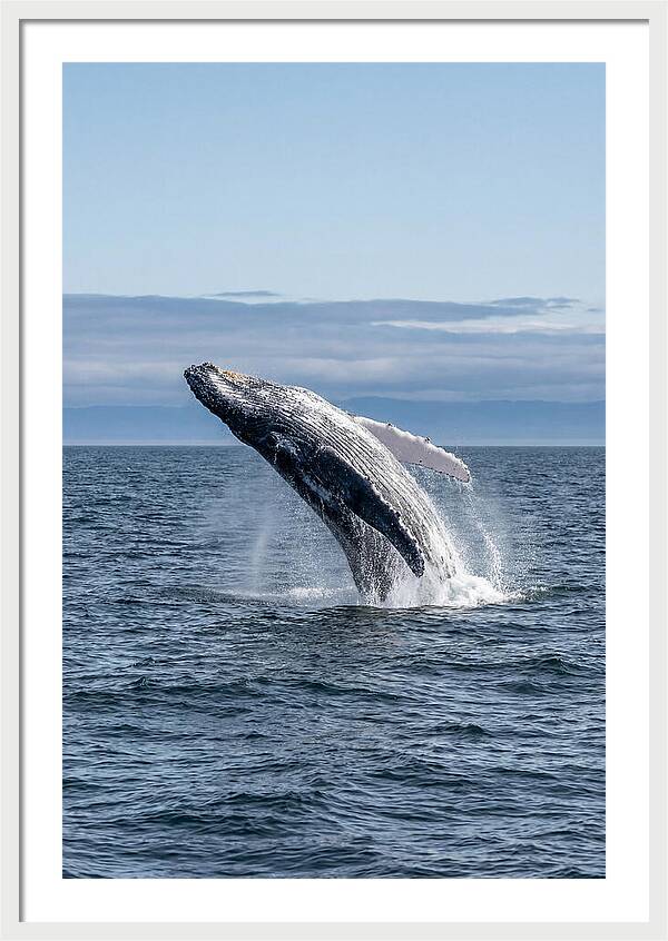Massive Whale Breach