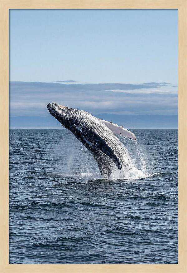 Massive Whale Breach