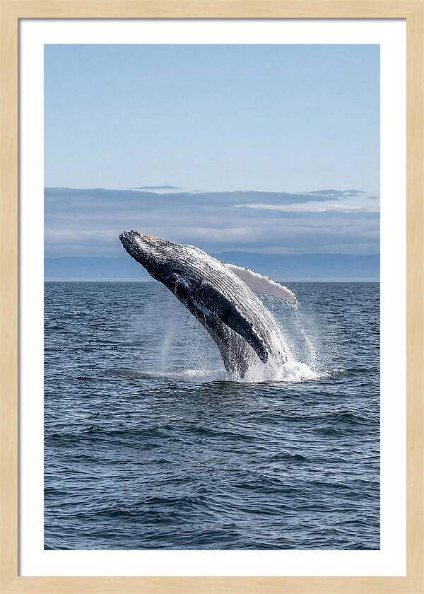 Massive Whale Breach