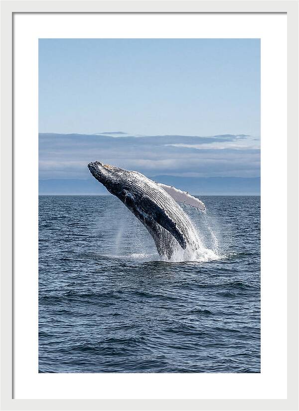 Massive Whale Breach