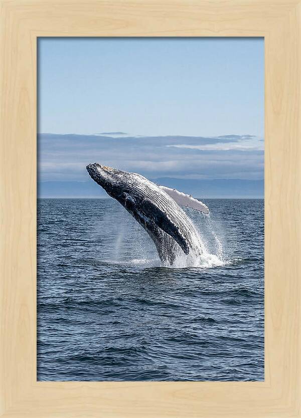 Massive Whale Breach