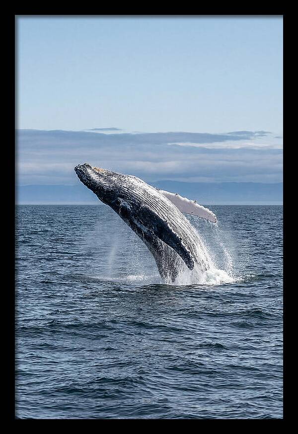 Massive Whale Breach
