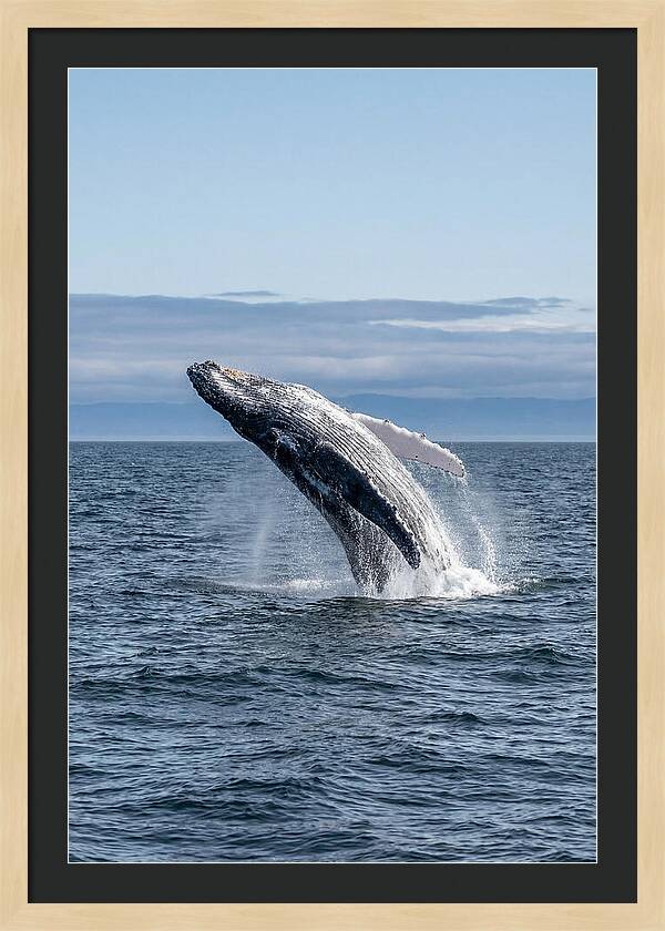 Massive Whale Breach
