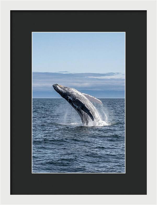 Massive Whale Breach
