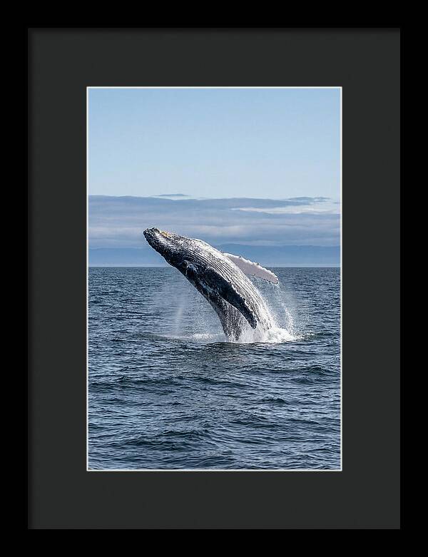 Massive Whale Breach