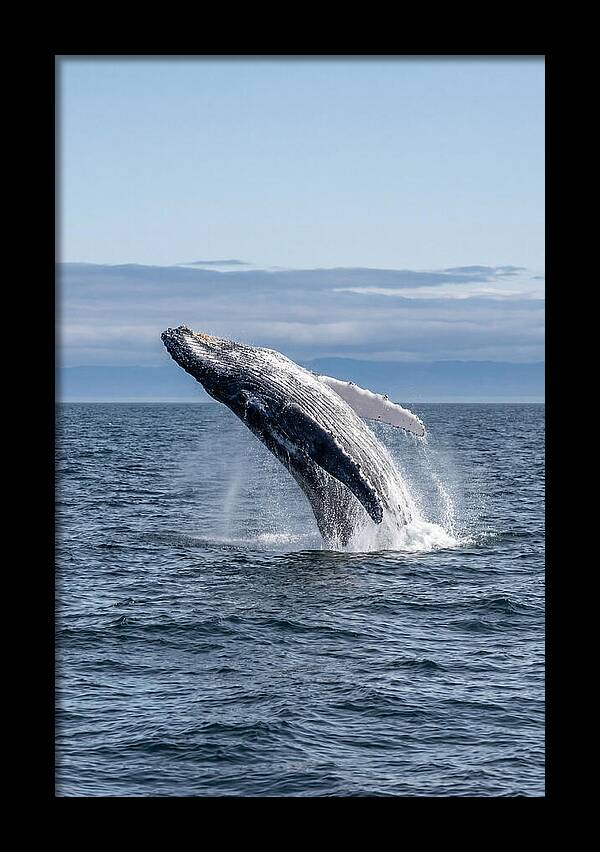 Massive Whale Breach