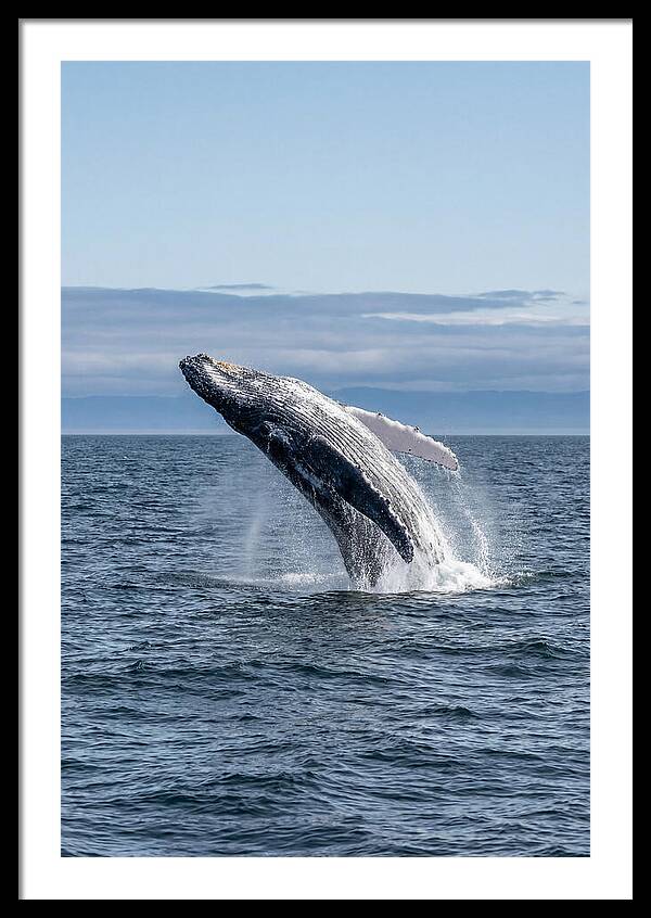 Massive Whale Breach
