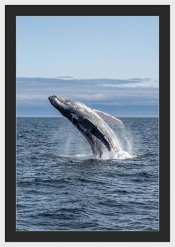 Massive Whale Breach