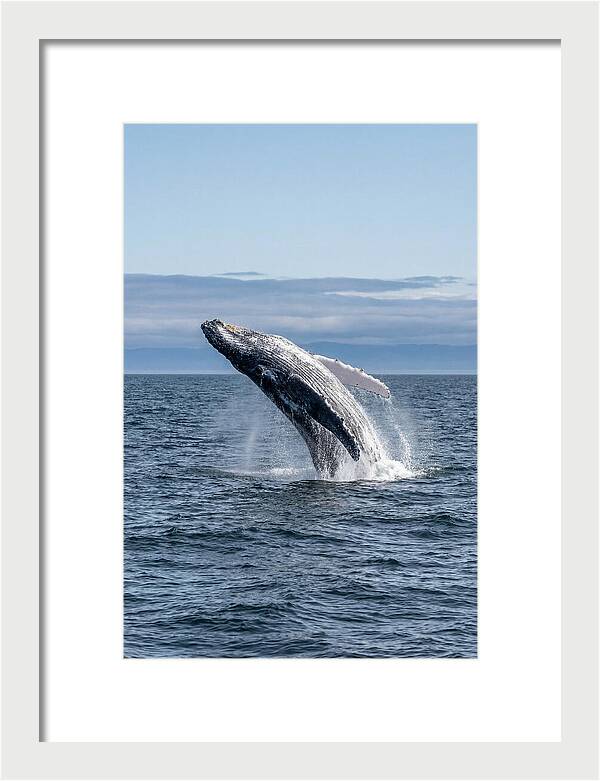 Massive Whale Breach