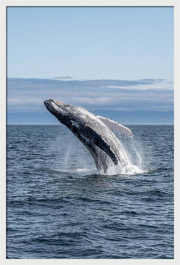 Massive Whale Breach