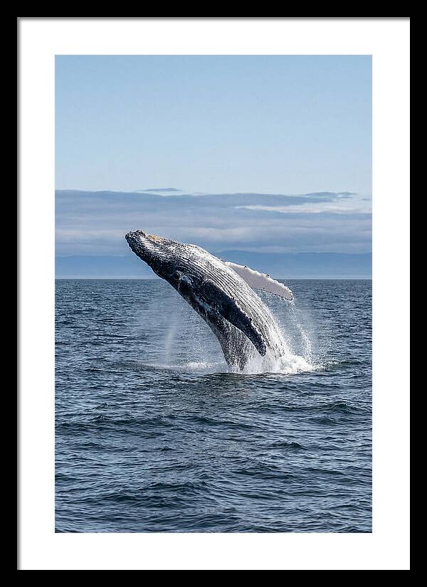 Massive Whale Breach