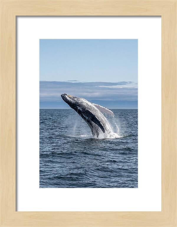Massive Whale Breach
