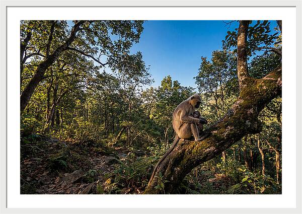 Maternal Bonding In Nature