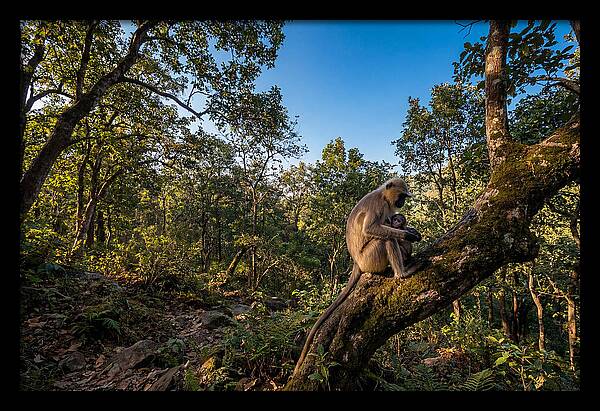 Maternal Bonding In Nature