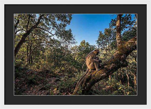 Maternal Bonding In Nature
