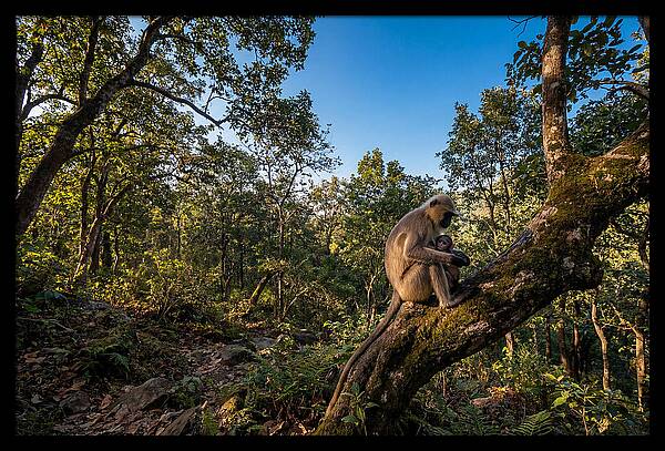 Maternal Bonding In Nature