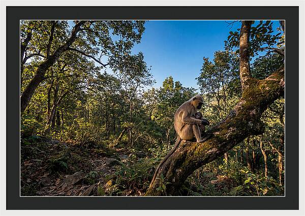 Maternal Bonding In Nature