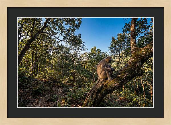 Maternal Bonding In Nature