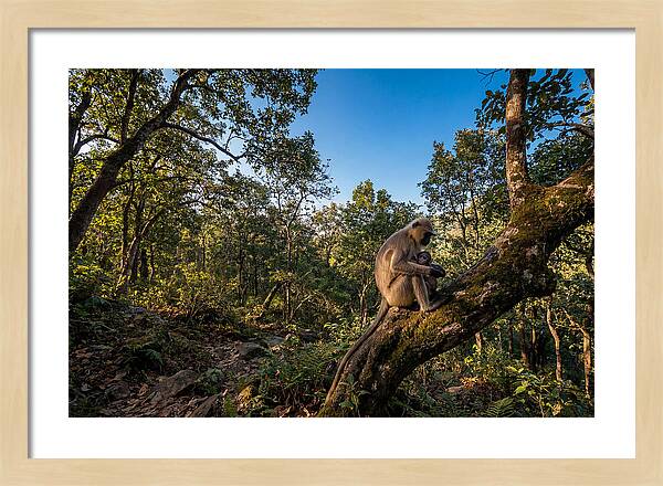 Maternal Bonding In Nature
