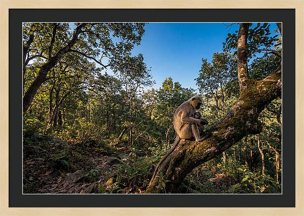 Maternal Bonding In Nature