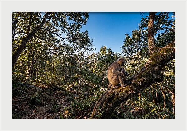 Maternal Bonding In Nature