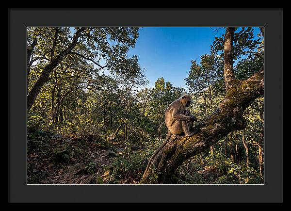 Maternal Bonding In Nature