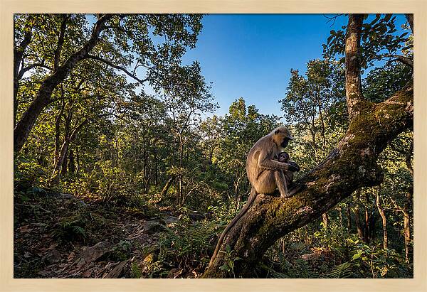 Maternal Bonding In Nature
