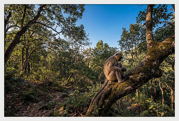 Maternal Bonding In Nature