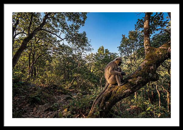 Maternal Bonding In Nature