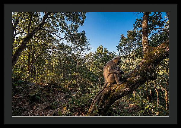 Maternal Bonding In Nature