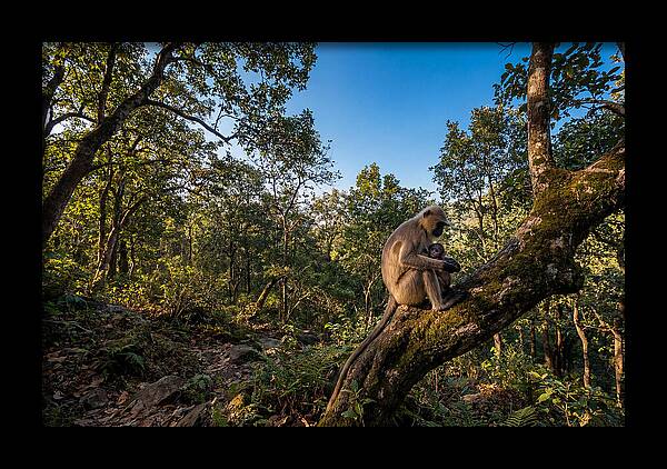 Maternal Bonding In Nature