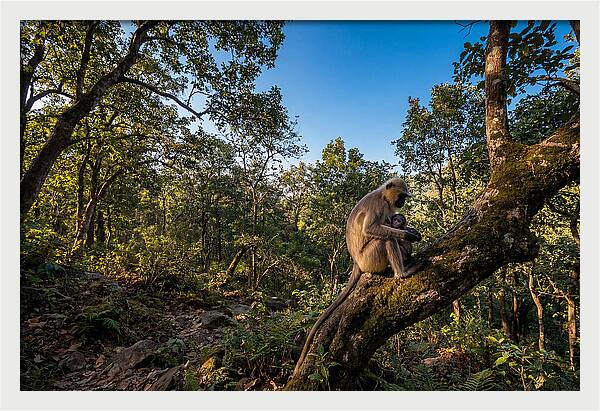 Maternal Bonding In Nature