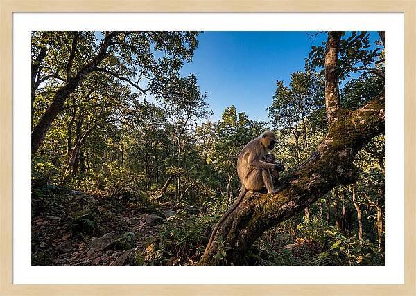 Maternal Bonding In Nature