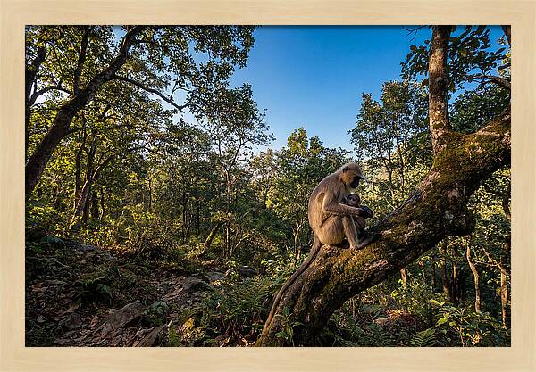 Maternal Bonding In Nature