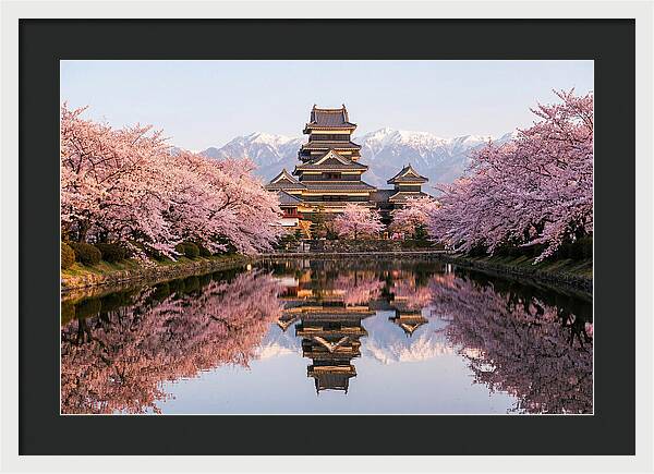 Matsumoto Castle Under Cherry Blossoms