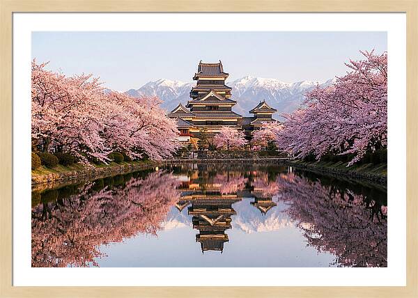 Matsumoto Castle Under Cherry Blossoms