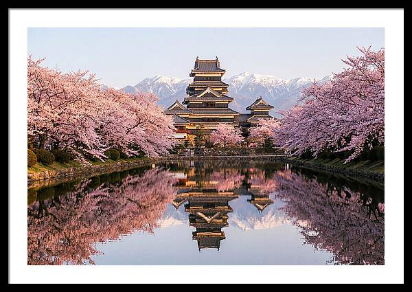 Matsumoto Castle Under Cherry Blossoms