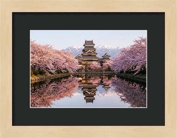 Matsumoto Castle Under Cherry Blossoms