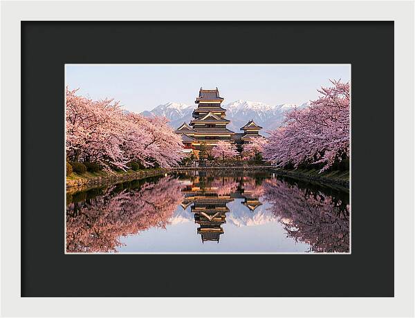 Matsumoto Castle Under Cherry Blossoms