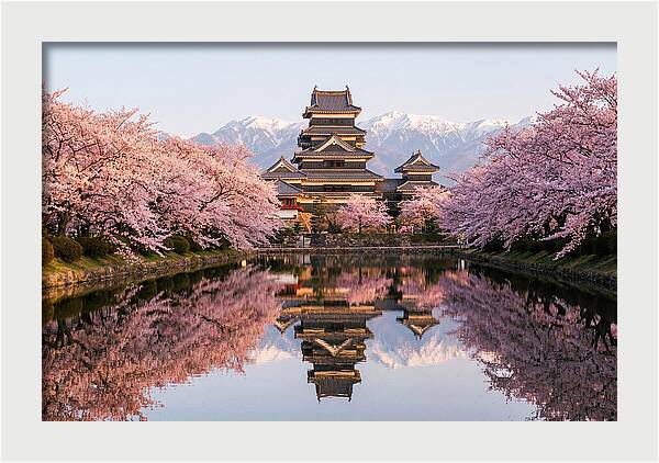 Matsumoto Castle Under Cherry Blossoms