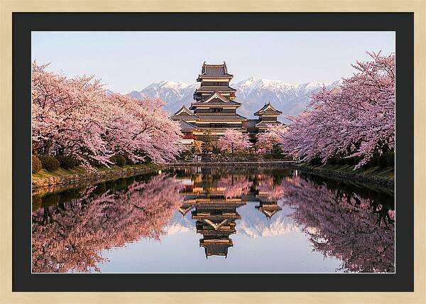 Matsumoto Castle Under Cherry Blossoms
