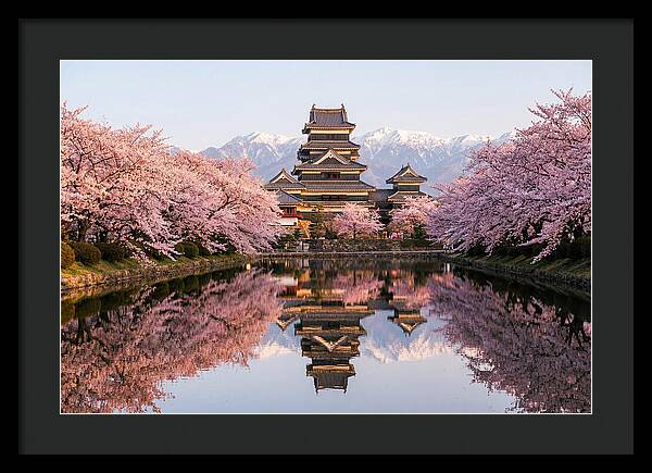 Matsumoto Castle Under Cherry Blossoms