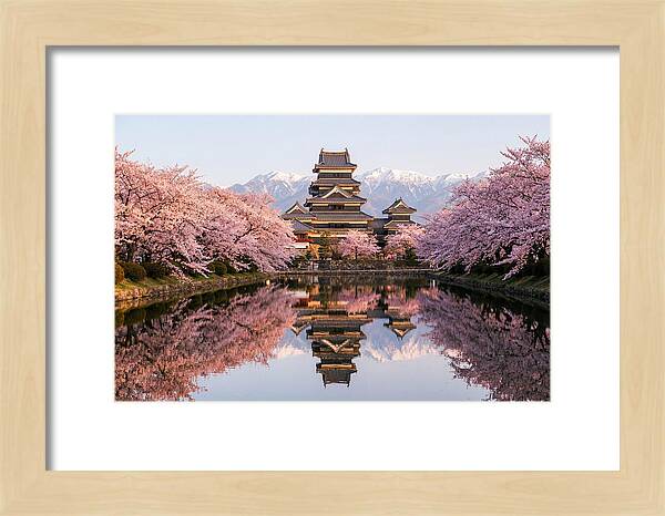 Matsumoto Castle Under Cherry Blossoms