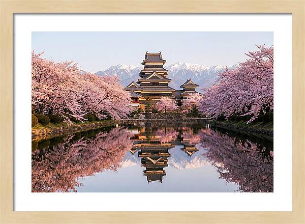 Matsumoto Castle Under Cherry Blossoms